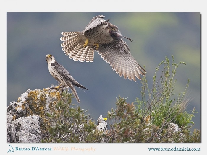 Falco lanario (ph. Bruno D'Amicis)