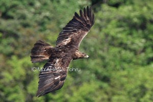 Aquila reale giapponese (SRGEJ)