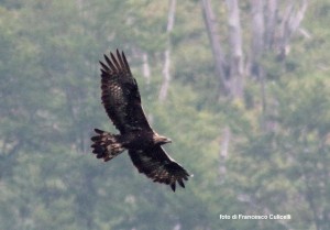 Aquila reale (ph F. Culicelli)